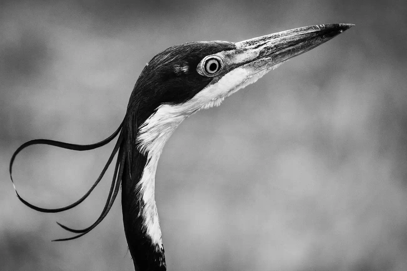 Laurent Baheux