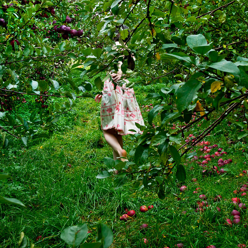 Cig Harvey - The Orchard