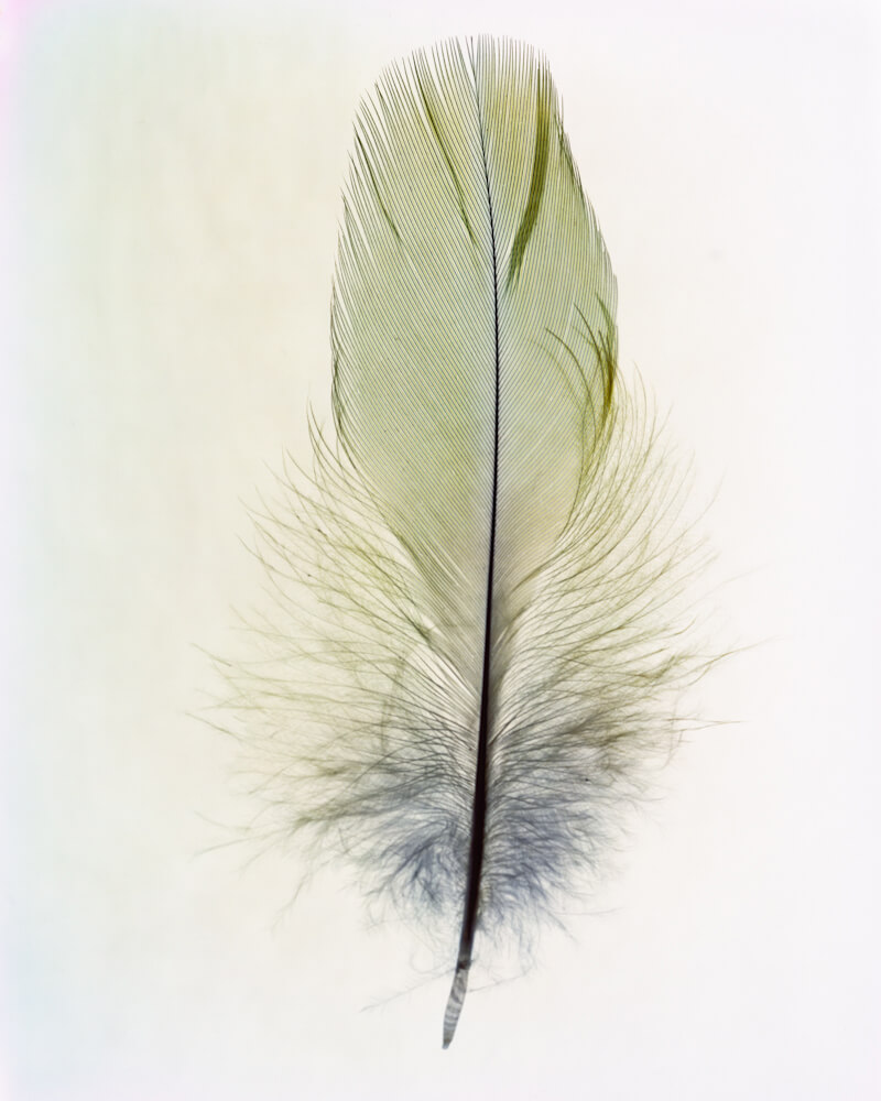 Taylor Curry - N01 Feather