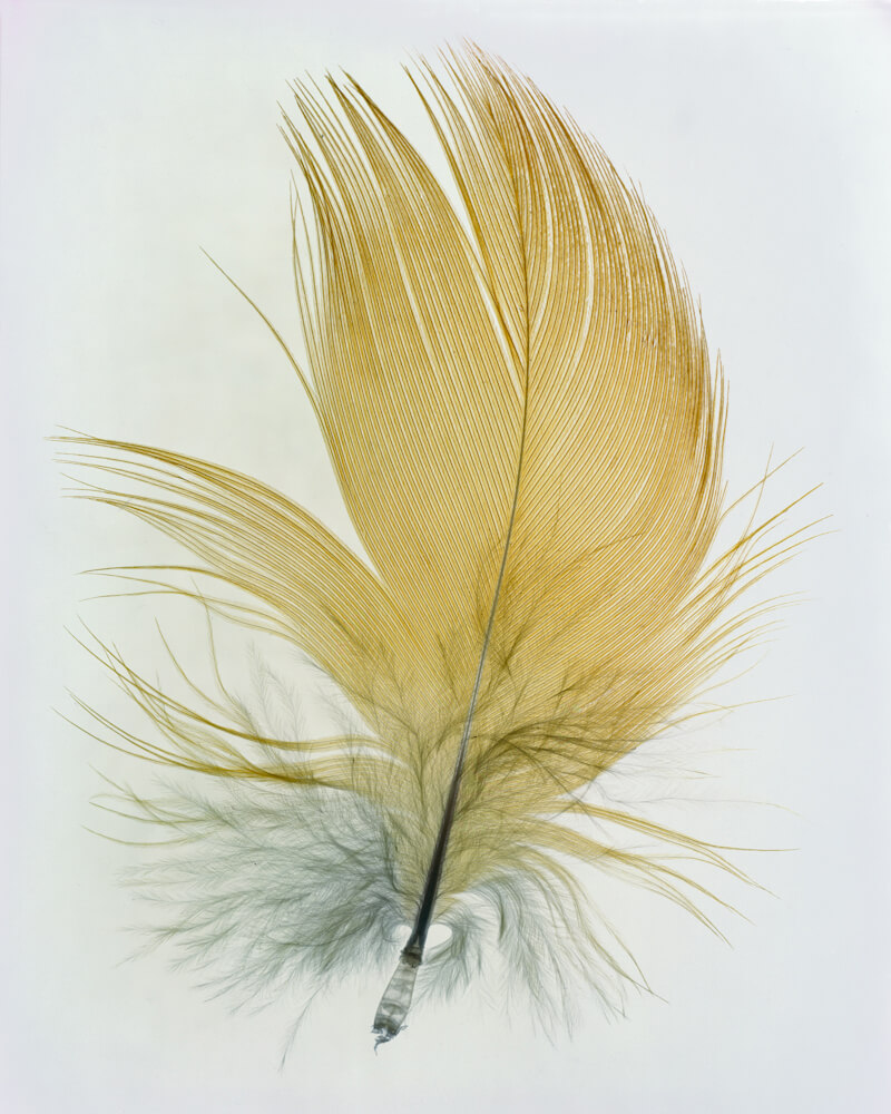 Taylor Curry - N01 Feather