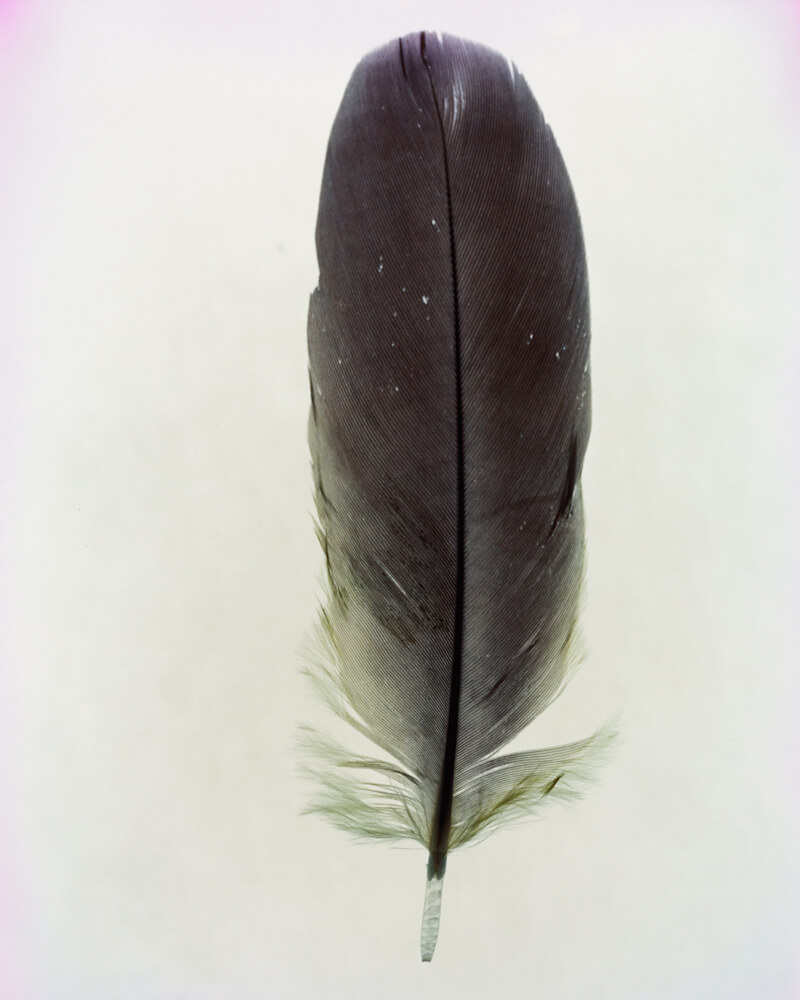 Taylor Curry - N01 Feather