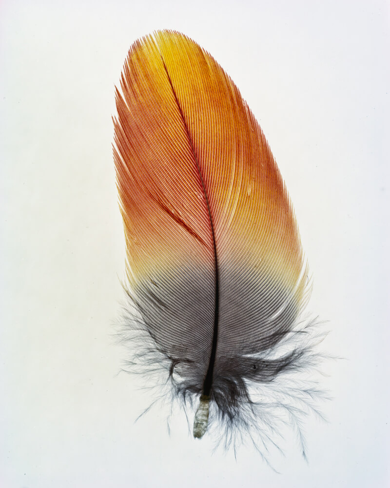 Taylor Curry - N01 Feather