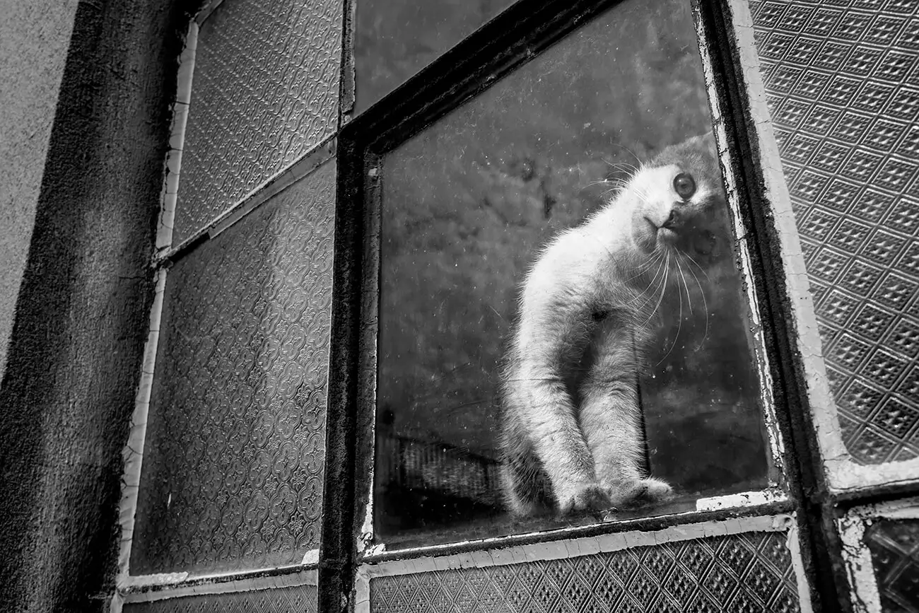 Radoslaw Lowicki