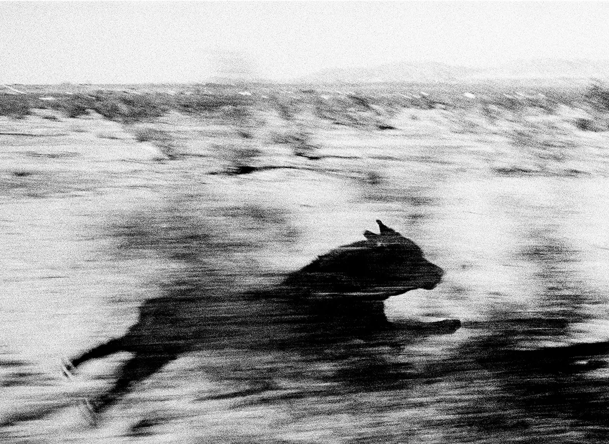 John Divola