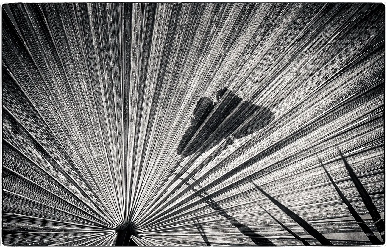 Jeff Schewe