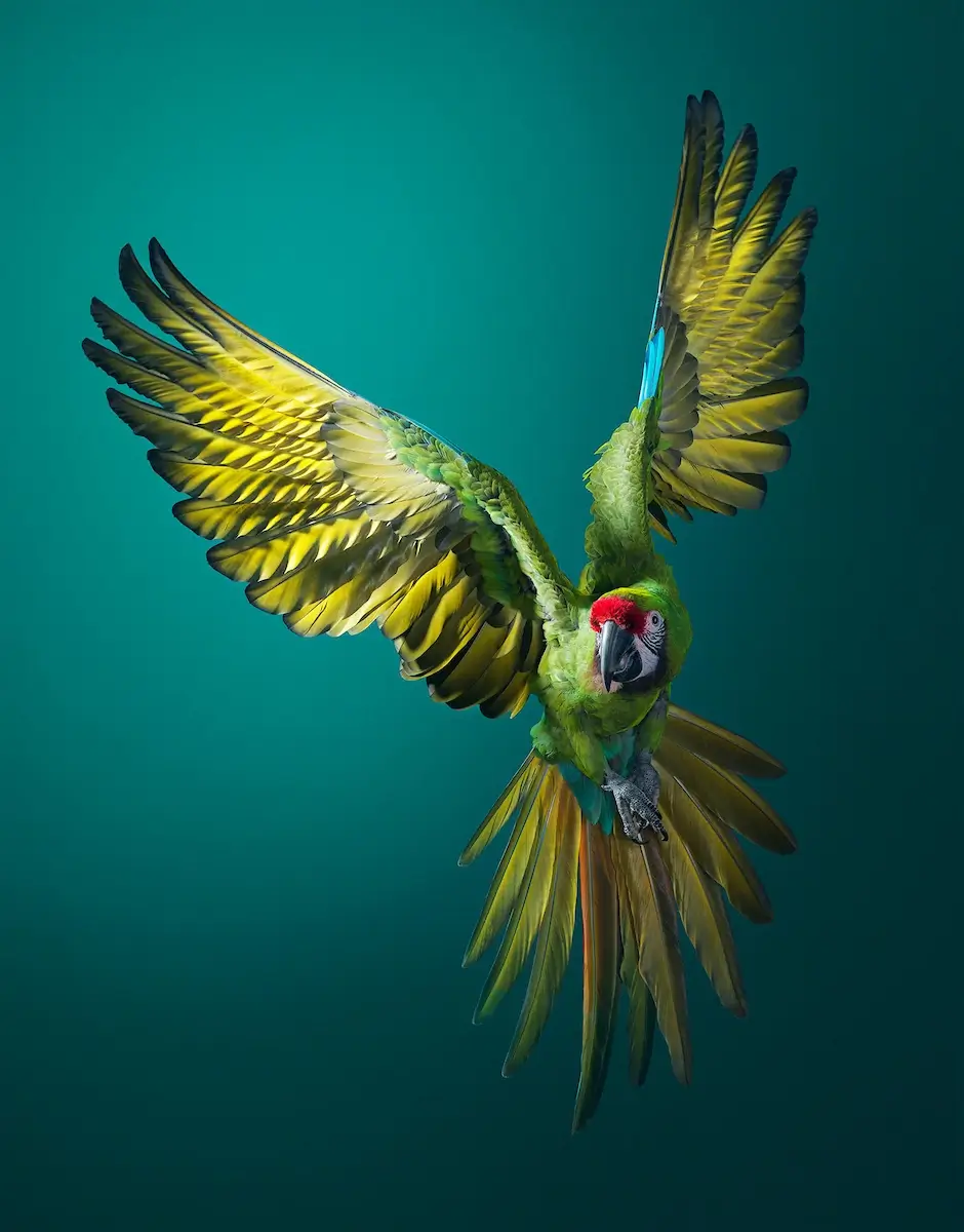 Tim Flach