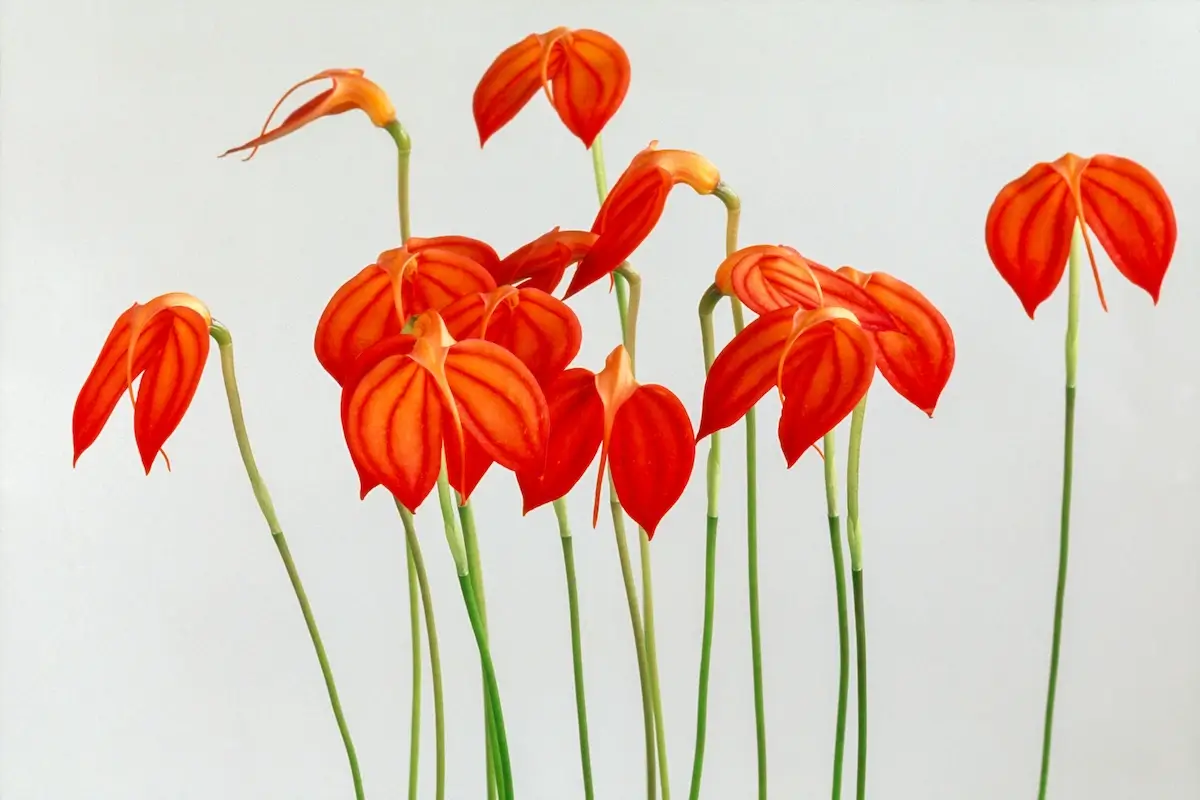 Frans Lanting