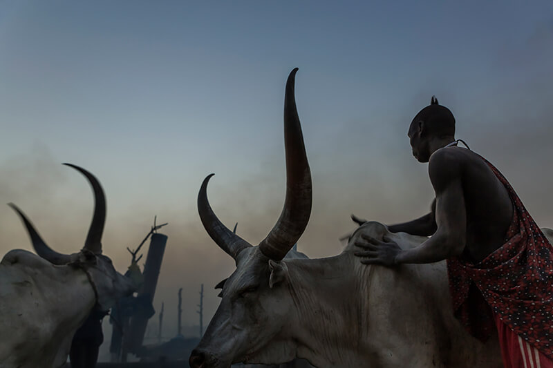 Tariq Zaidi - A Mundari man washes his cows with ash to protect them from insects during the night