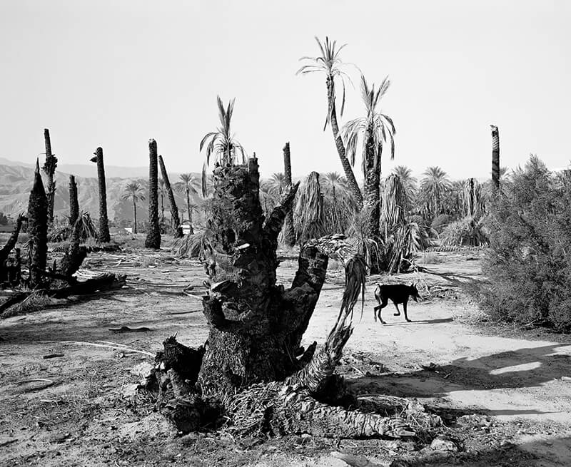 Mimi Plumb - Palm Desert