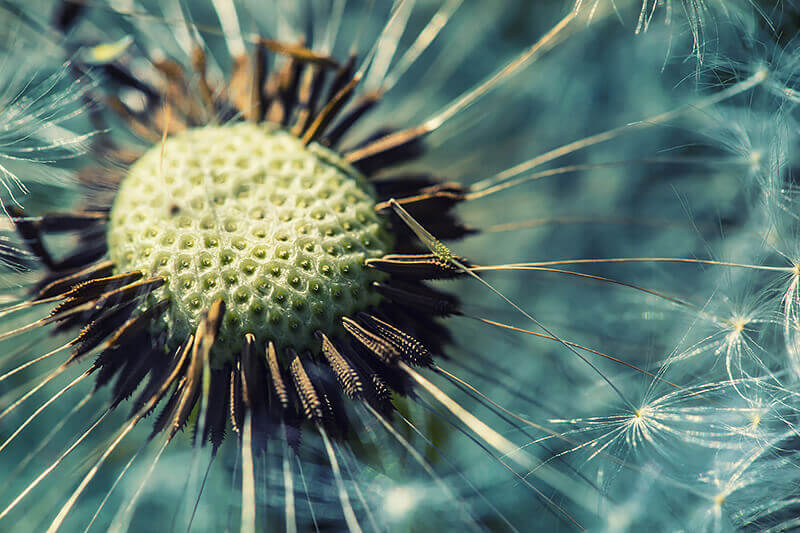 closeup-dandelion-head-garden-283772363 closeup-dandelion-head-garden-283772363