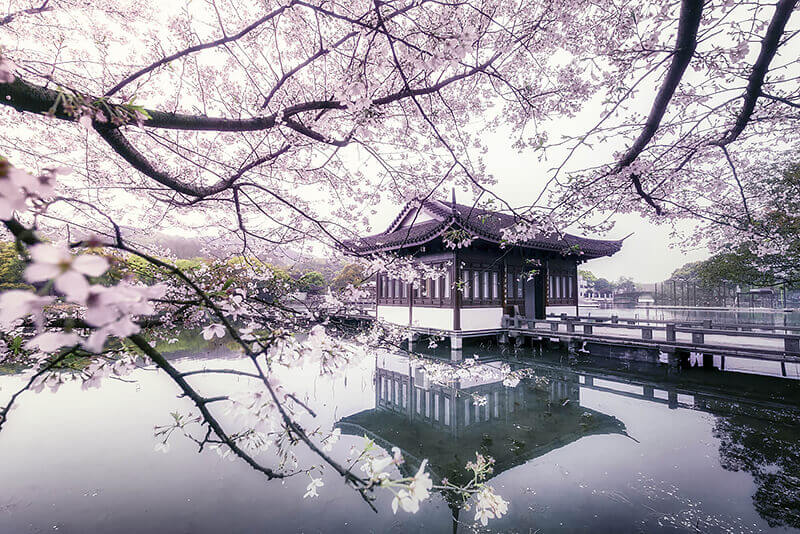 west-lake-hangzhou-cherry-blossom-619766921 west-lake-hangzhou-cherry-blossom-619766921