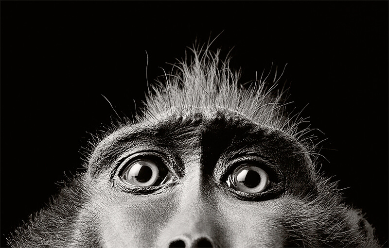 Tim Flach