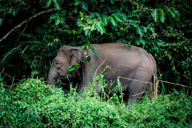 Borneo