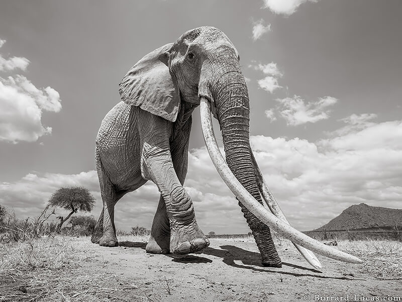 Will Burrard-Lucas