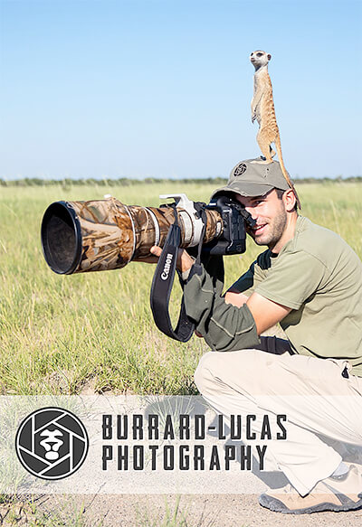 Will Burrard-Lucas: The last images of the Elephant Queen