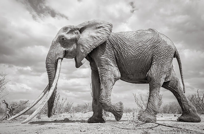 Will Burrard-Lucas