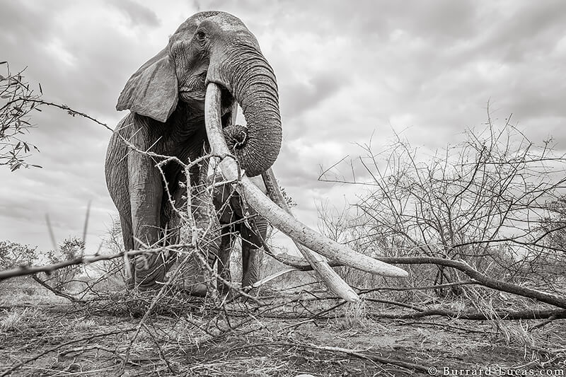 Will Burrard-Lucas