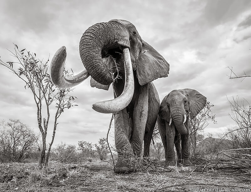 Will Burrard-Lucas