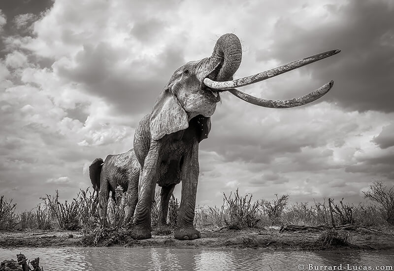 Will Burrard-Lucas