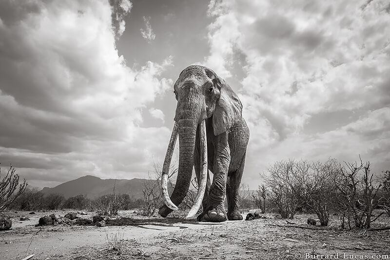 Will Burrard-Lucas