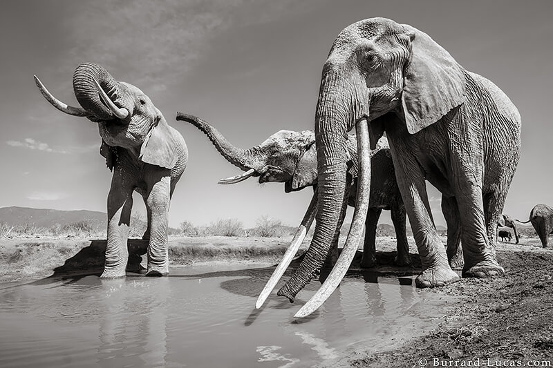 Will Burrard-Lucas