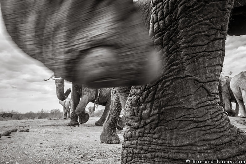 Will Burrard-Lucas