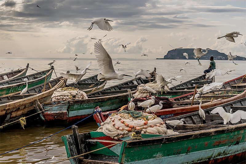 Frédéric Noy><p class=f12 l16 pt5 right>Giant egrets scavenging for any scraps of tiny dagaa fish left by the women who dry and sell the fish. In the distance is Musira, a prison island in precolonial times when kings reigned over the country.<br