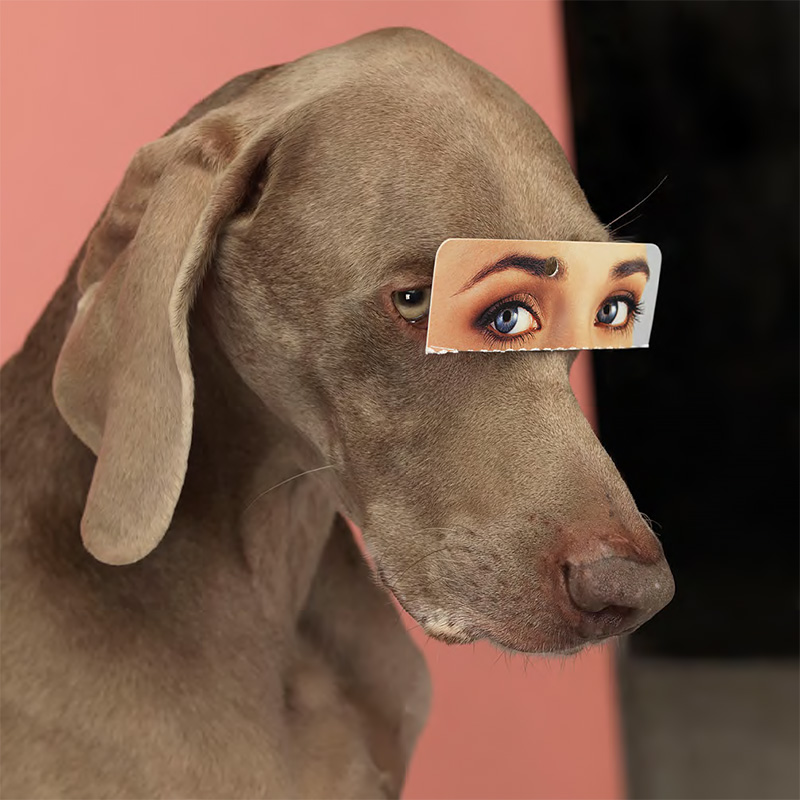 William Wegman/Aperture