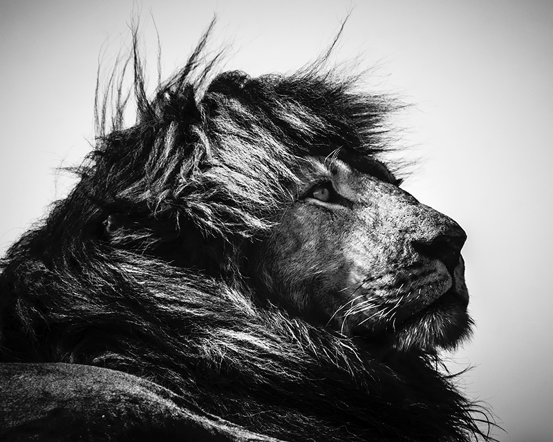 Laurent Baheux