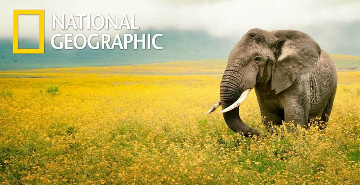 National Geographic title=National Geographic