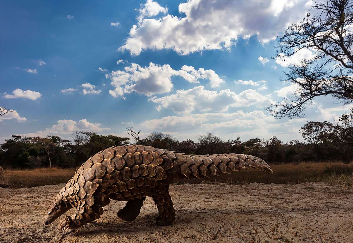 Brent Stirton