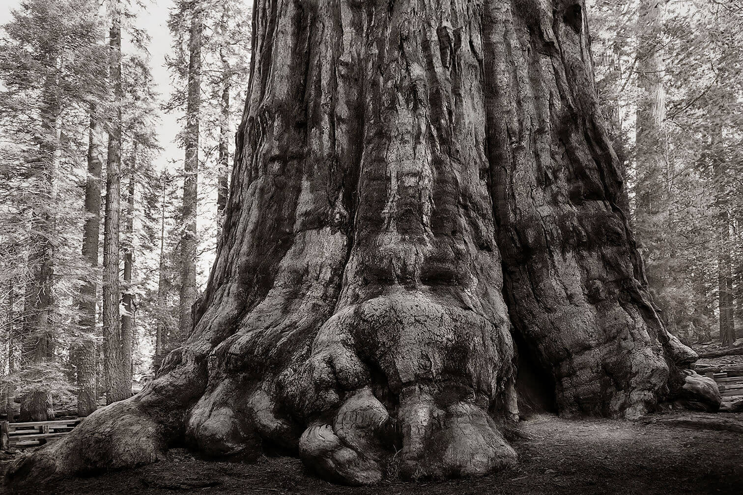 Beth Moon