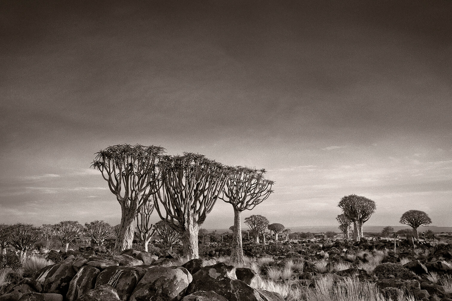 Beth Moon