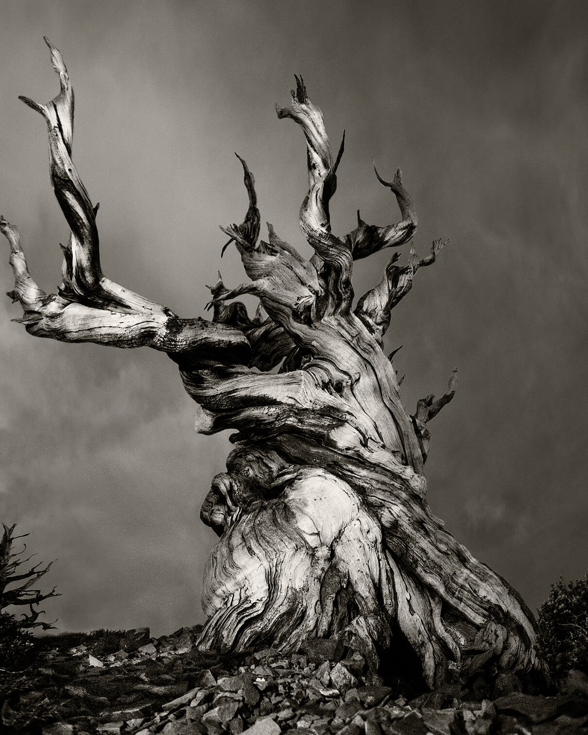 Beth Moon