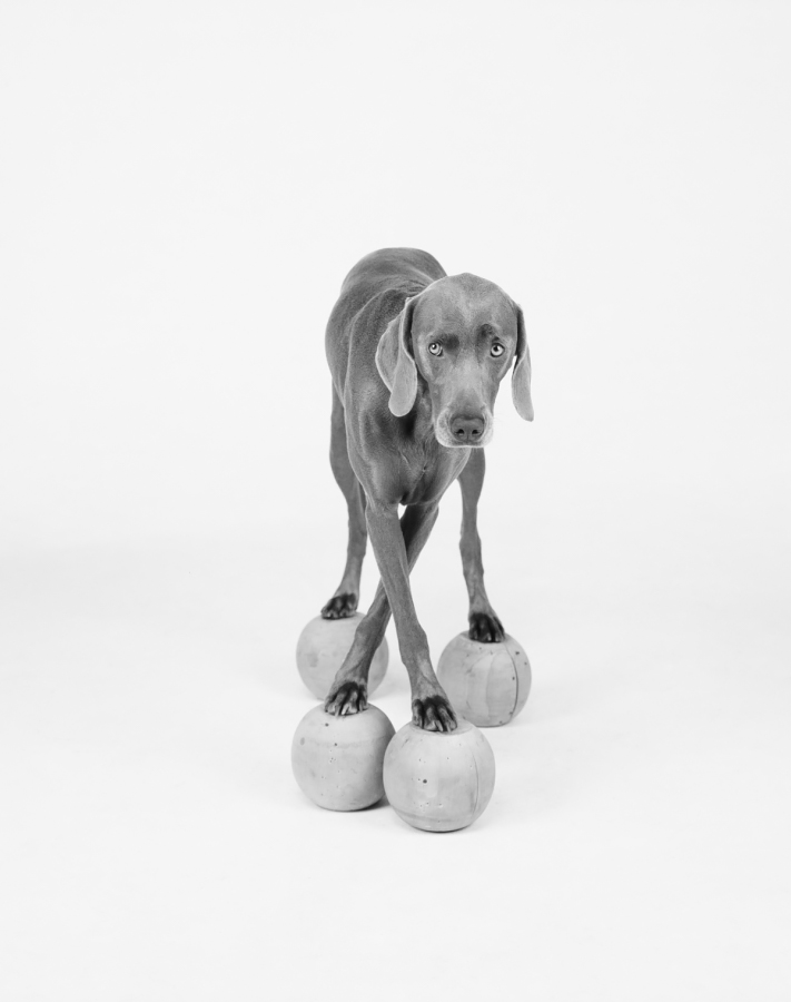 William Wegman