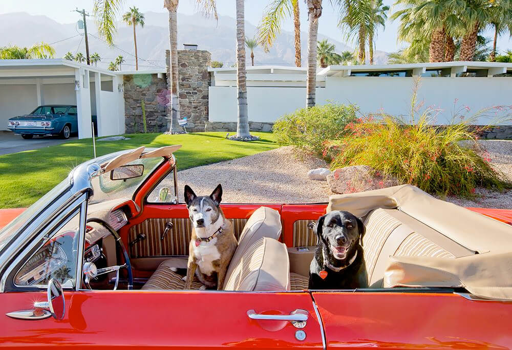 PALM SPRINGS Modern Dogs at Home by Nancy Baron | Photo Article