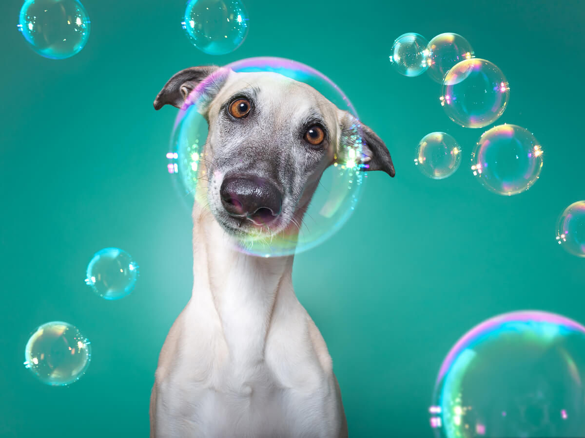 Elke Vogelsang