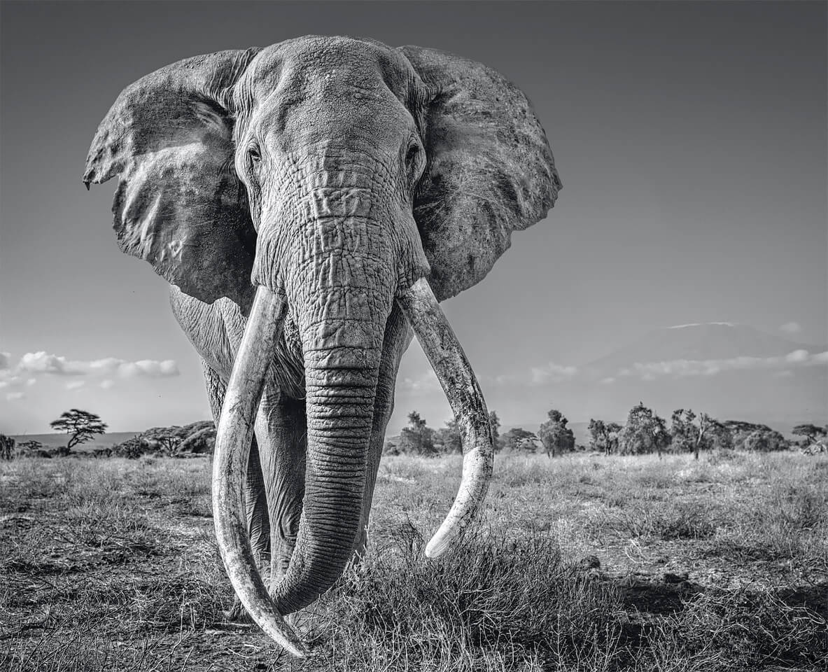 David Yarrow