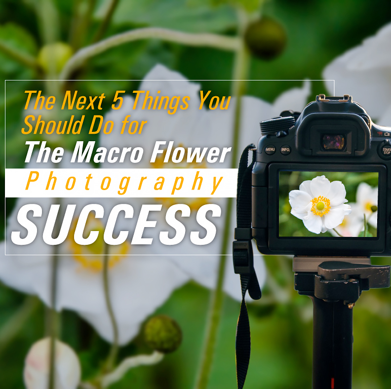 The Next 5 Things You Should Do For Macro Flower Photography Success