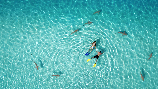 1st Prize Winner – Category Nature: Snorkeling with sharks by Tahitiflyshoot 1st Prize Winner – Category Nature: Snorkeling with sharks by Tahitiflyshoot