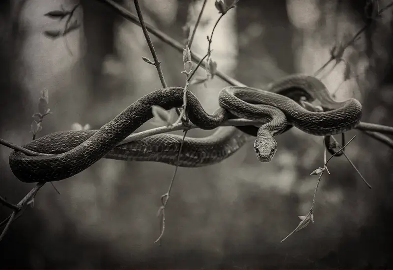 AAP Magazine 54: Nature AAP Magazine 54: Nature