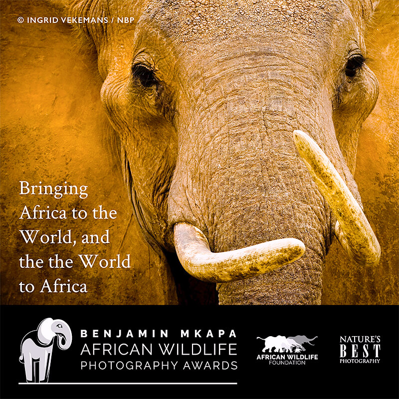 Benjamin Mkapa African Wildlife Photography Awards