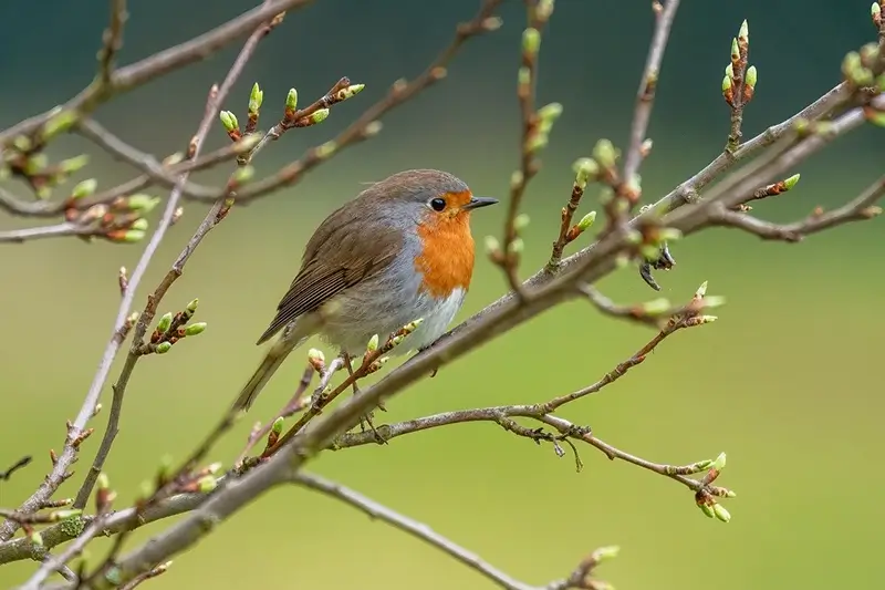 SINWP Bird Photographer of the Year 2025 in Aid of RSPB SINWP Bird Photographer of the Year 2025 in Aid of RSPB
