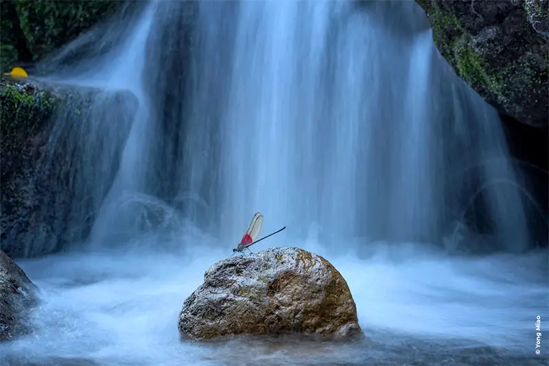 Close-up Photographer of the Year