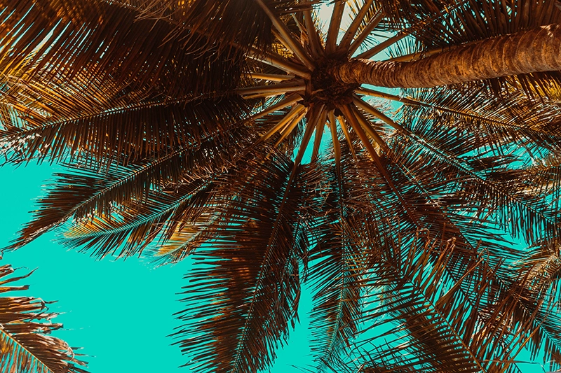 Decode Gallery: Endless Summer