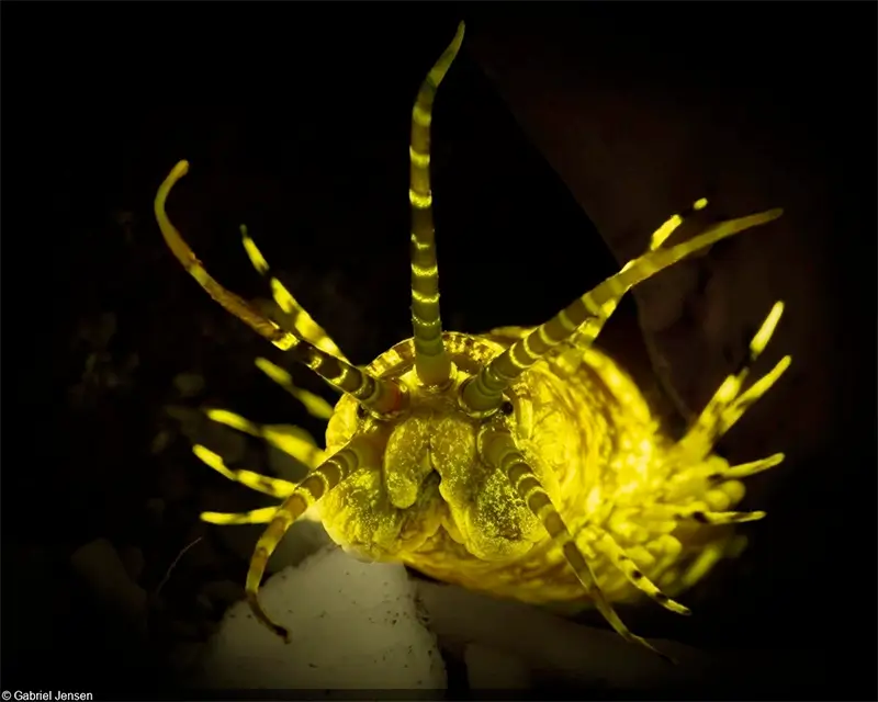DPG Masters Underwater Imaging Competition 2025 DPG Masters Underwater Imaging Competition 2025
