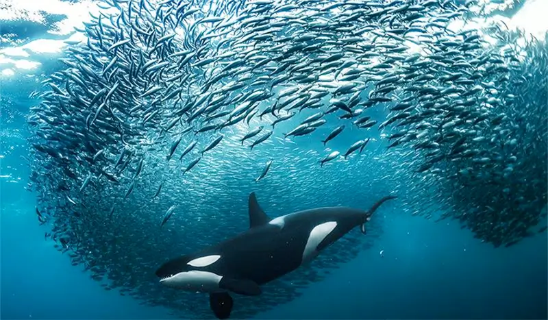 EuroNatur Photo Competition 2026 EuroNatur Photo Competition 2026