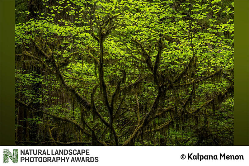 Natural Landscape Photography Awards
