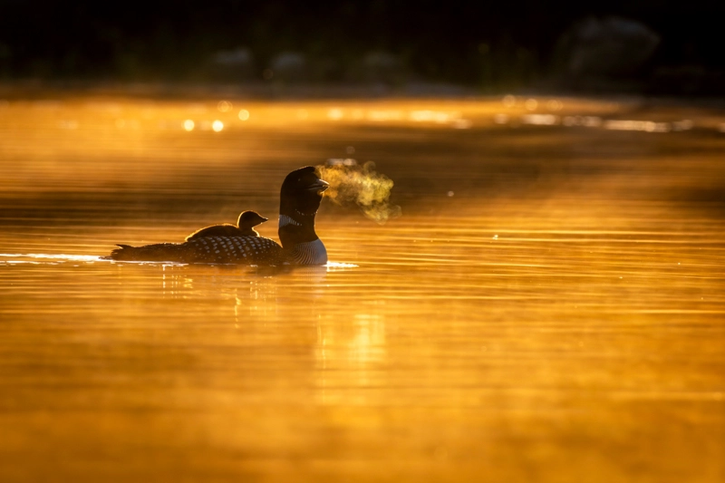 Real And Wild - RAW Photography Awards