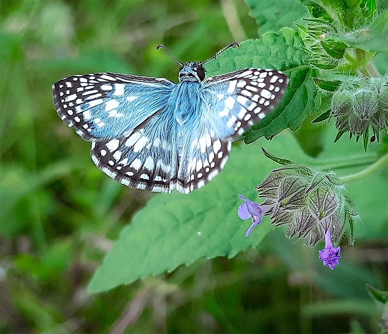 Royal Society Of Biology Photography Competition 2025